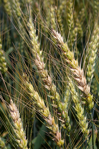 wheat heads