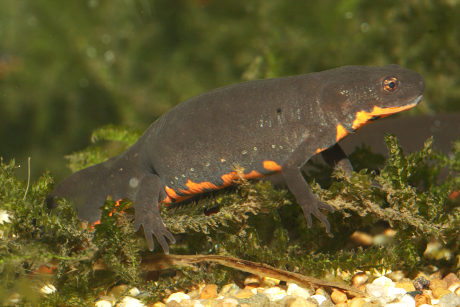 fire-bellied newt