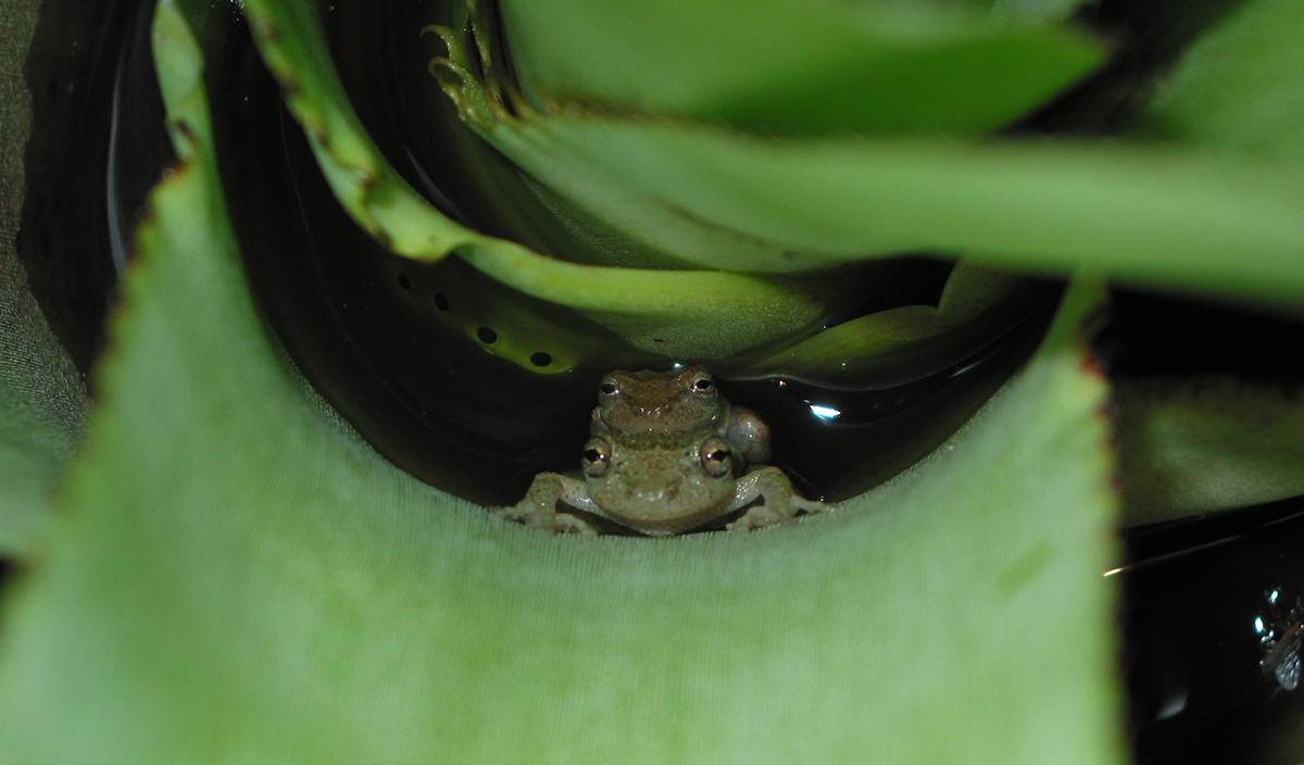 Male frogs have sex on land to keep competitors away | Cornell Chronicle