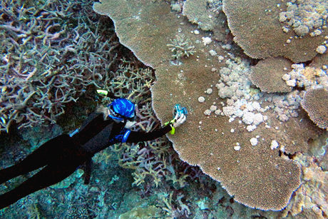 Drew Harvell photographing coral