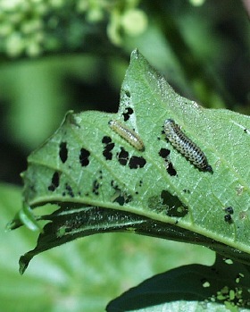 beetle larvae feed