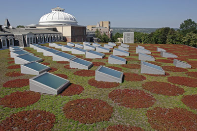 Milstein Hall's green roof