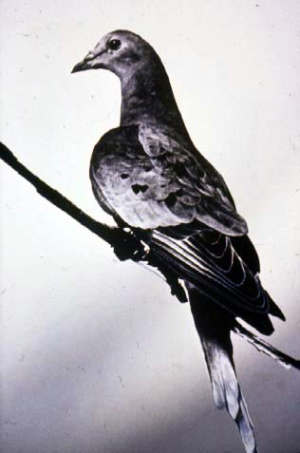 Martha, pigeon