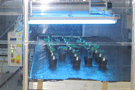 UV-B lighting over plants