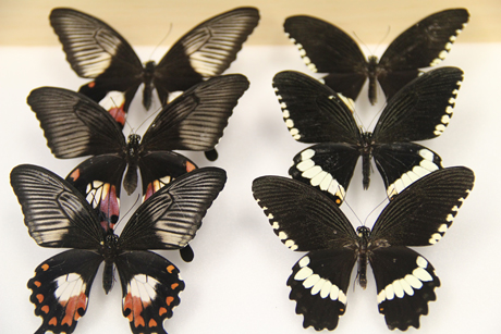 mimetic and non-mimetic butterflies