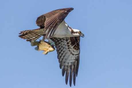 An osprey with a fresh catch