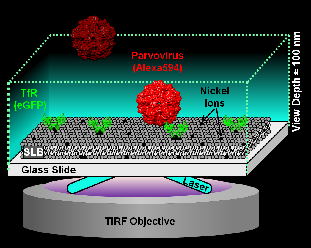 The parvovirus sales