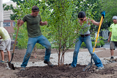 students plant trees