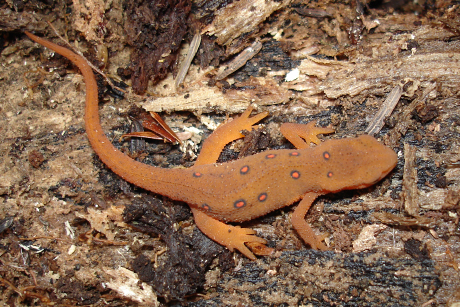 red-spotted newt