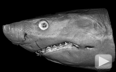 Great white work: Scientists renew the study of shark teeth | Cornell  Chronicle