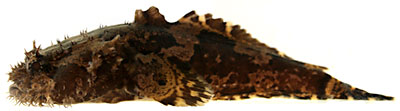 three-spined toadfish