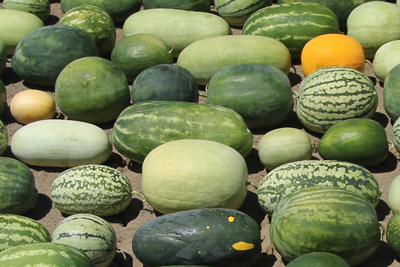 Decoded genome paves way for better watermelons | Cornell Chronicle