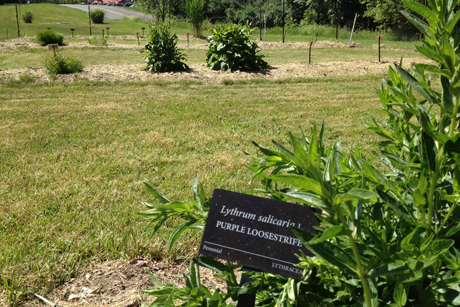 Cornell Weed Garden