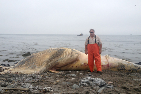 Willy Bemis stands near beached Minke whale