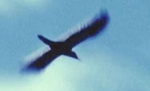 imperial woodpecker in flight
