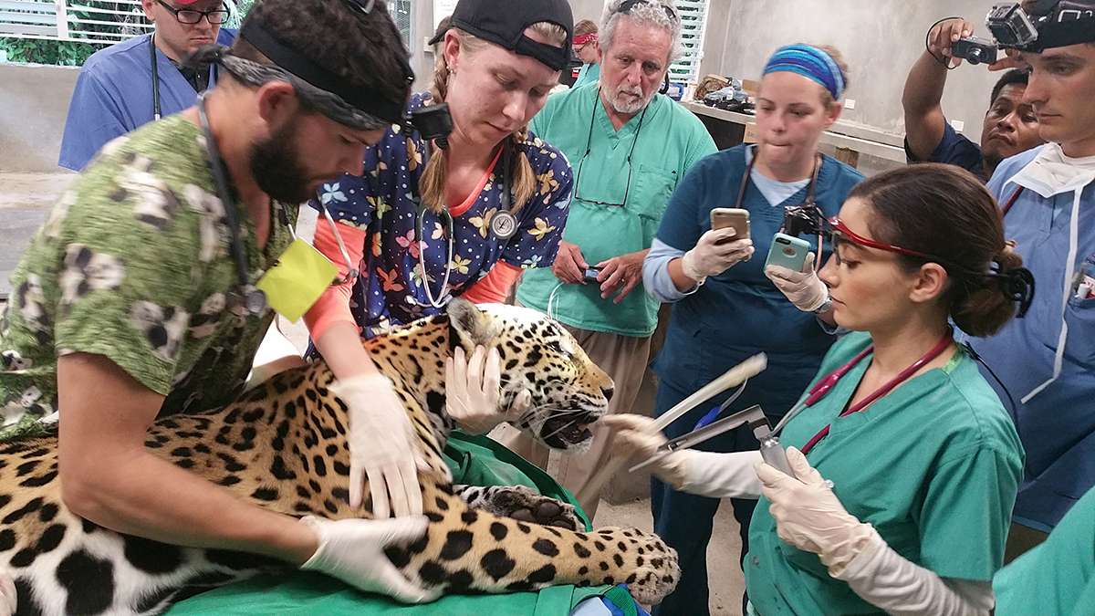 Veterinary team cares for native species at Belize Zoo | Cornell Chronicle