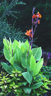 canna "'Pretoria" 