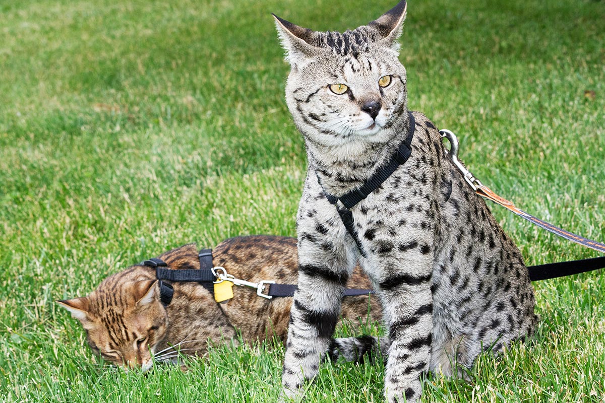 Serval shops exotic cats