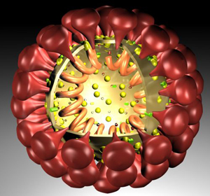 model of coronavirus structure