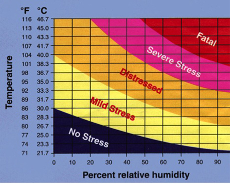 Bovine Temperature Chart