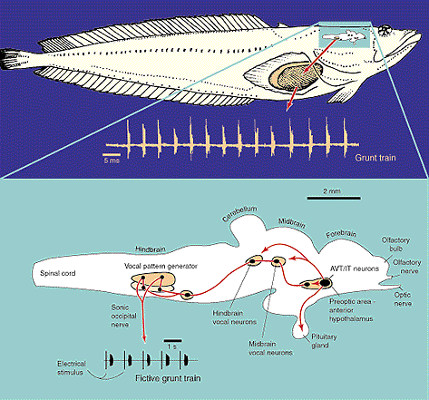 The vocal organ of the midshipmanfish