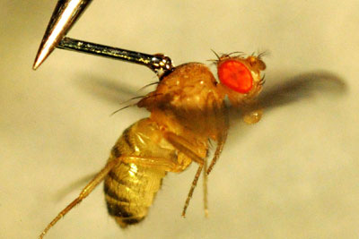 fruit fly