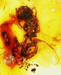 100-million-year-old bee embedded in amber