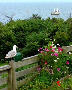  View from Celia Thaxter's Garden