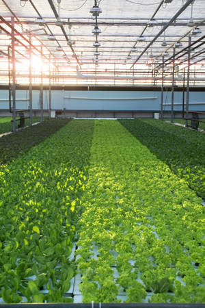 lettuce in greenhouse