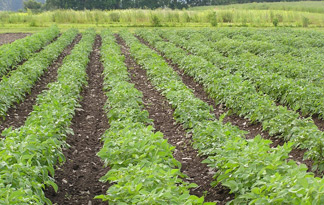 Freeville Organic Research Farm