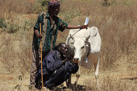 Man tagging cow