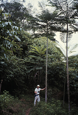 Carl Leopold in rain forest