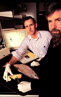 Paul Bowser and James Casey examine a tumor from an Atlantic salmon