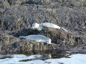 Harbor seals
