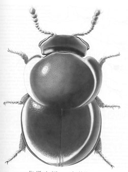 slime-mold beetle