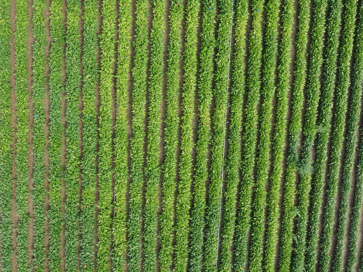 Cornell battles snap bean crop loss due to white mold | Cornell Chronicle