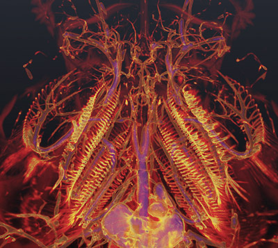 sturgeon vascular system