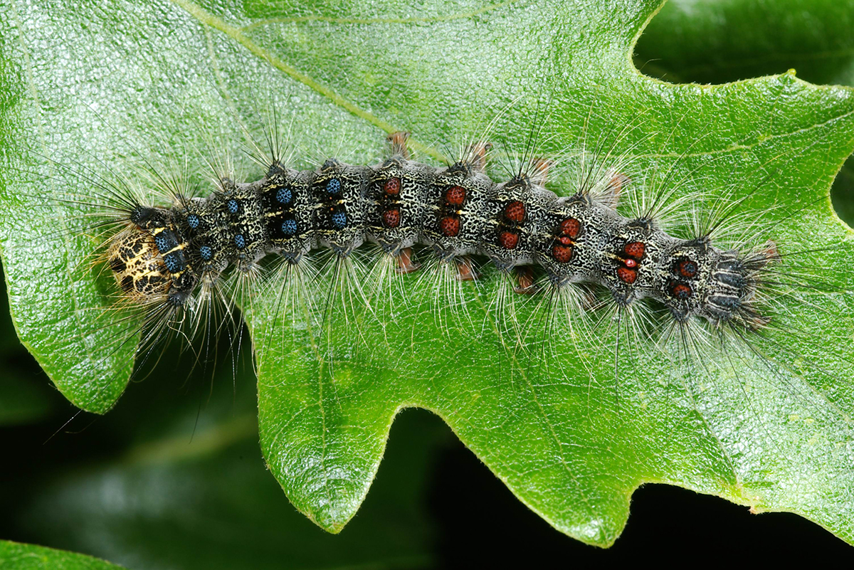Gypsy moth larvae