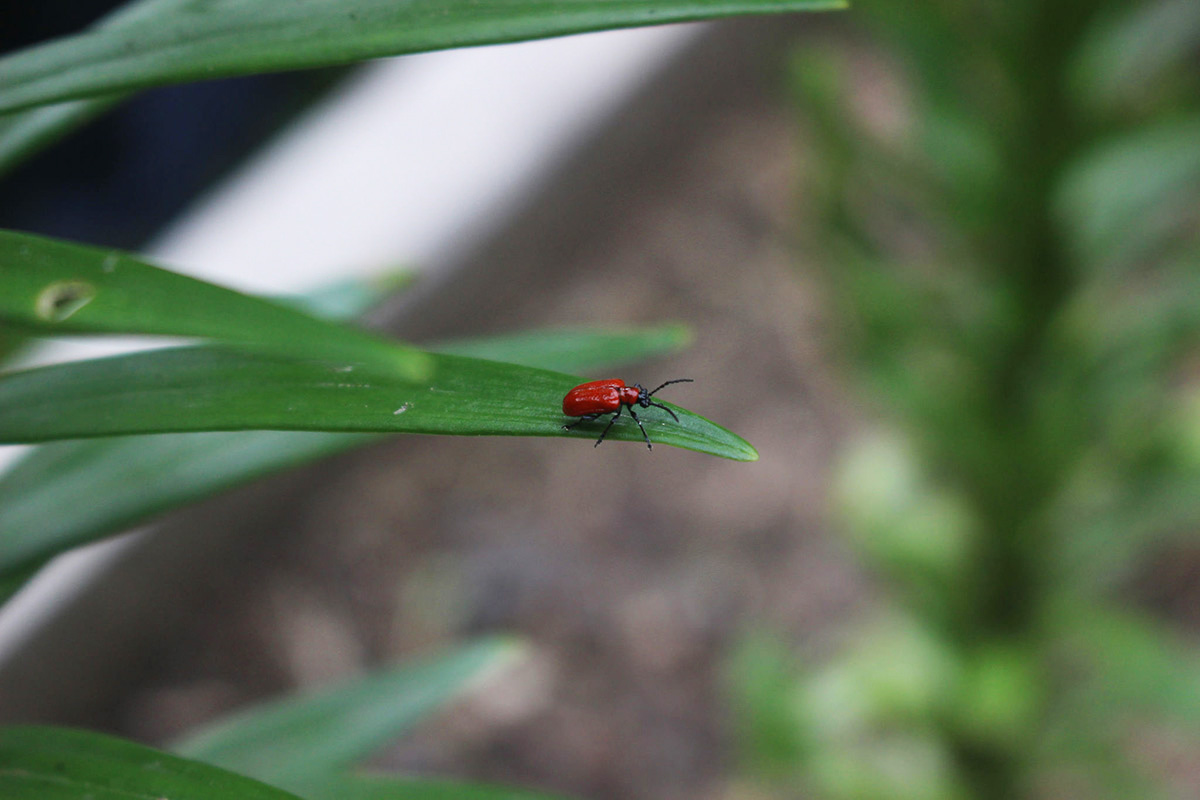 Lily leaf beetle adult