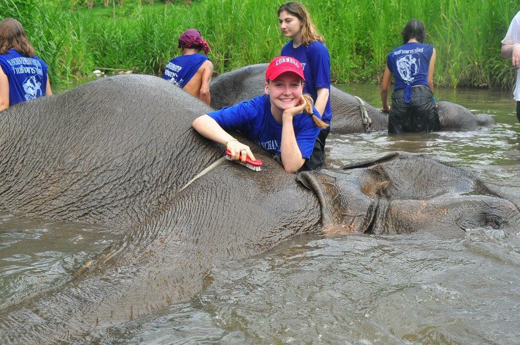 Sofia Aumann washing elephants