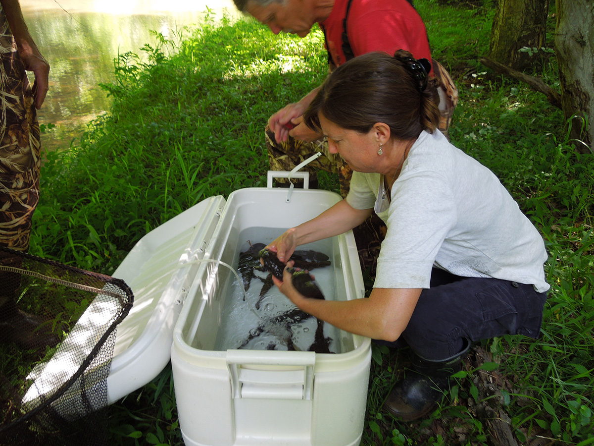 Elizabeth Bunting examines salamanders