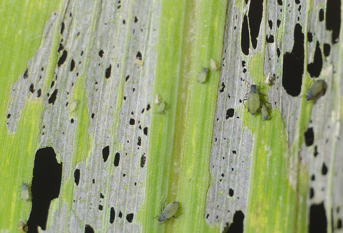 aphids feed on corn leaf