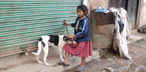 Stray dog in Nepal