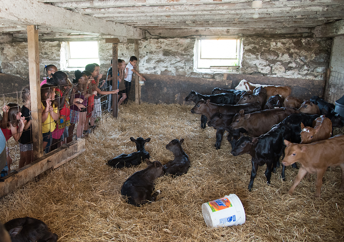 Kids visiting calfs