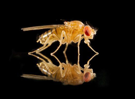fruit fly with reflection