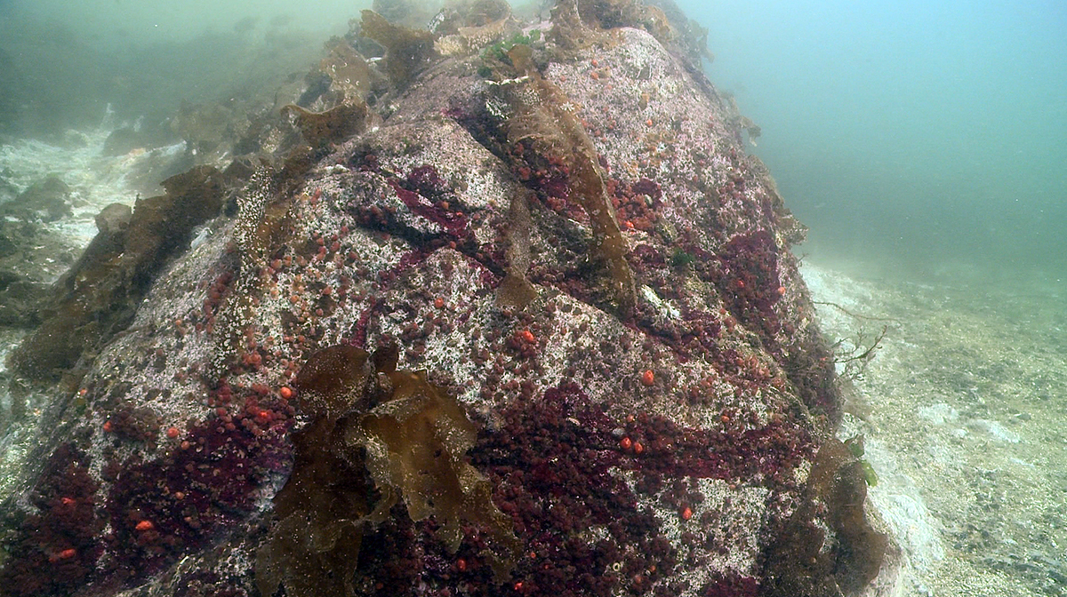 Subtidal rock after