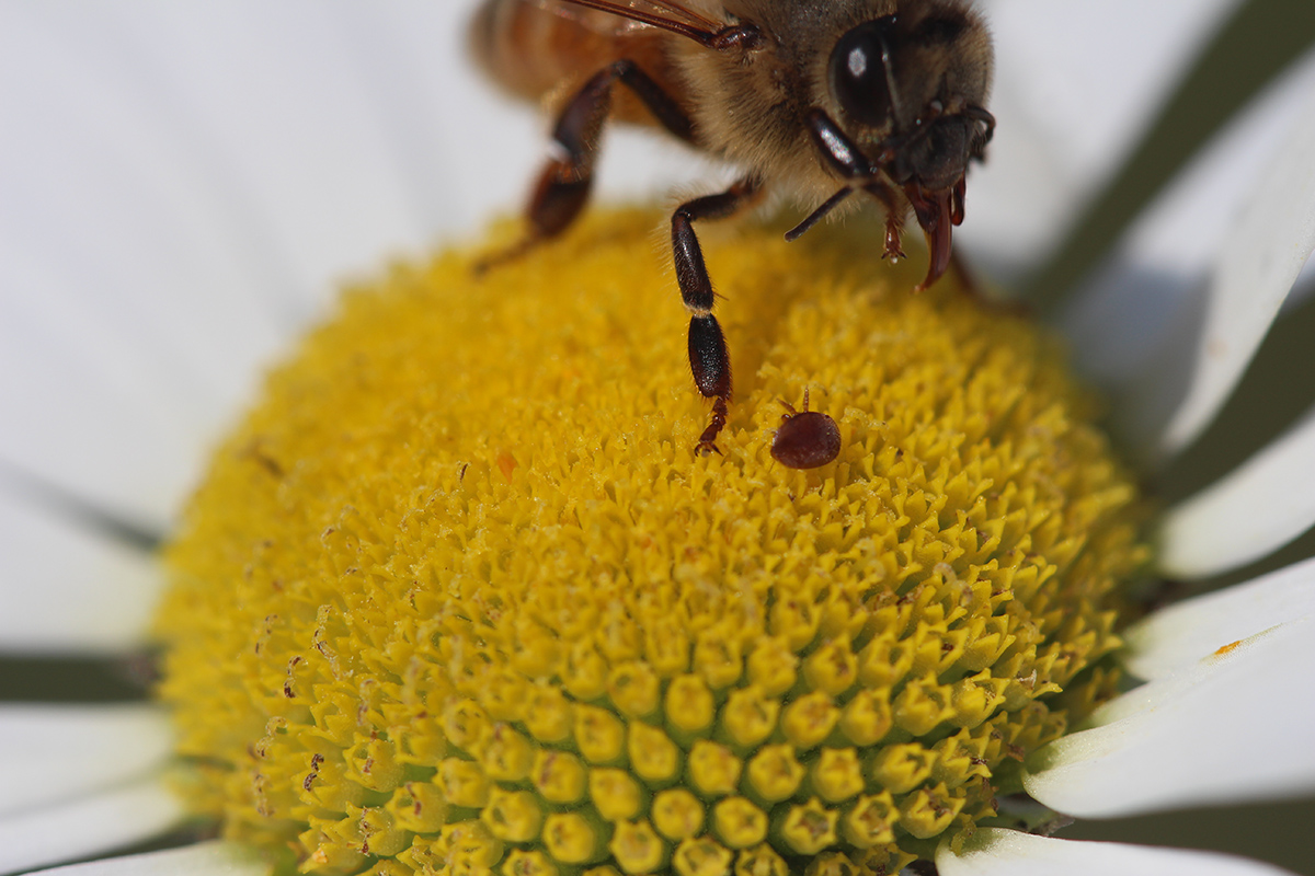 Bee and mite on flower
