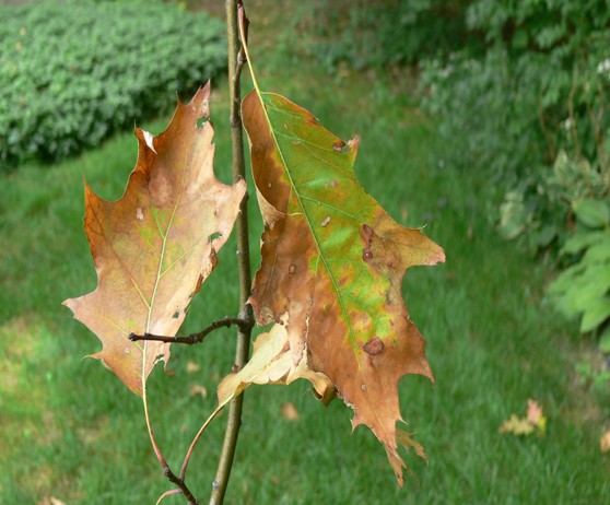 dying leaves as a result of oak wilt disease