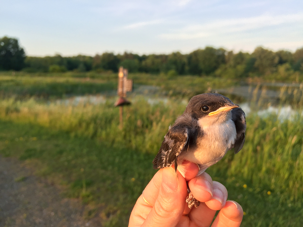 swallow bird diet