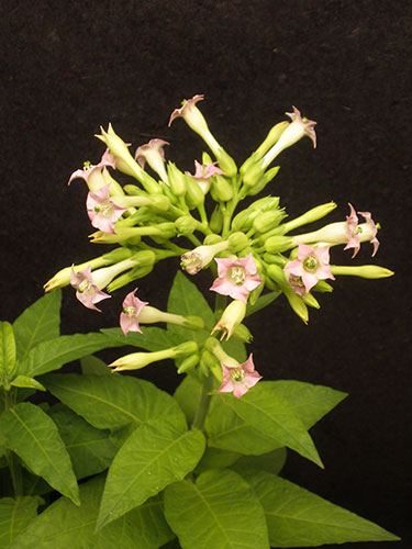 flowering tobacco plant